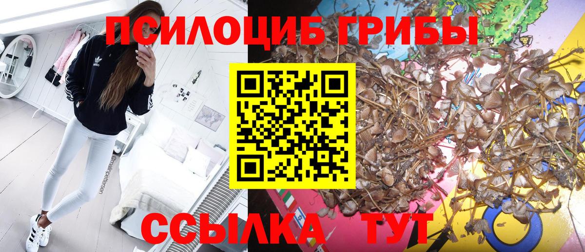 Псилоцибиновые грибы мицелий Вологда